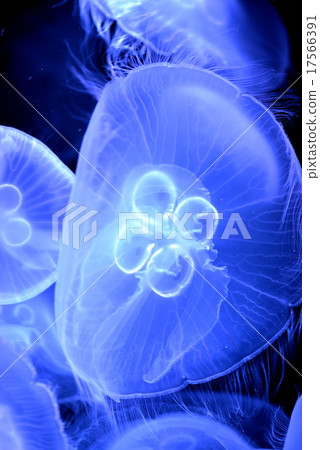 Moon jellyfish 17566391
