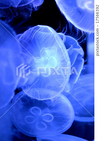 Moon jellyfish Moon jellyfish 17566392