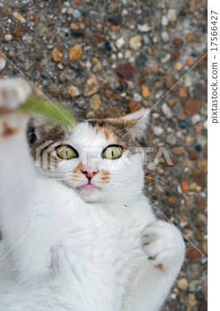 Play nursing cat 17566427