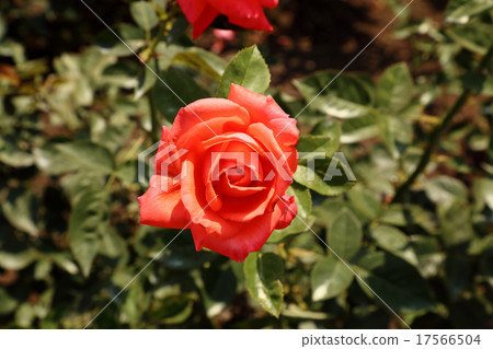 Rose, superstar Rose, superstar 17566504