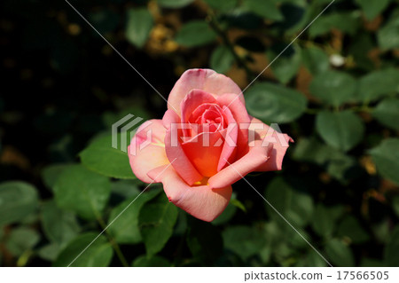 Rose, Helen Trovel 17566505