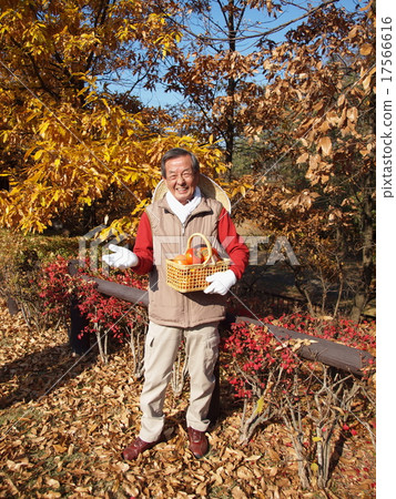 The old man of a straw hat with persimmon 17566616