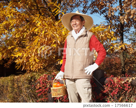 The old man of a straw hat with persimmon 17566617