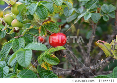 赫曼努斯 17566711