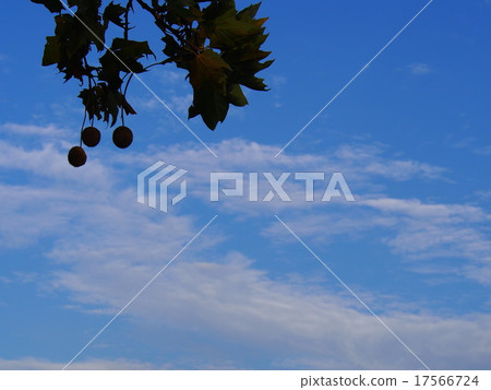 Plantanus（Suzukake）果實 17566724