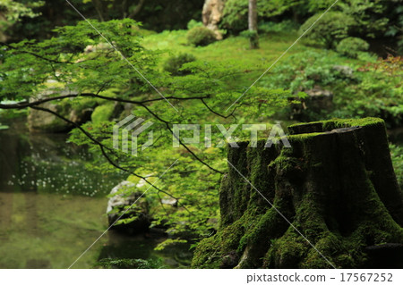溪與苔蘚 17567252