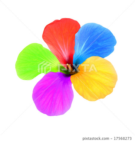 Multicolored flower taken closeup.Isolated. Multicolored flower taken closeup.Isolated. 17568273