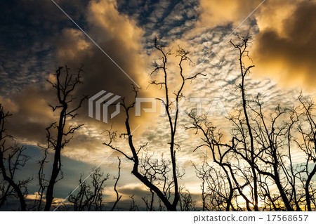 Dead trees and muddy beach at sunset Dead trees and muddy beach at sunset 17568657