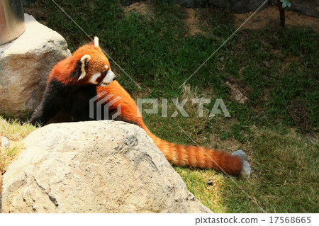 Red panda walking Red panda walking 17568665