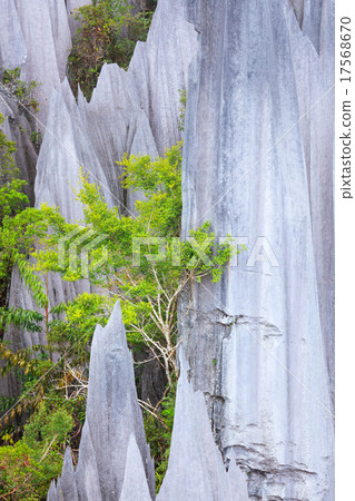 Limestone pinnacles at gunung mulu national park 17568670