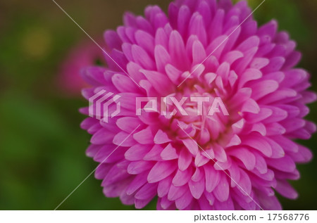 aster flower, magenta, close up aster flower, magenta, close up 17568776