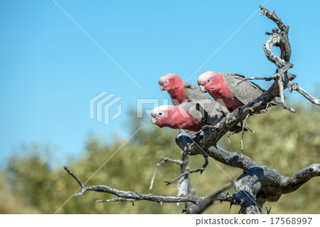 australia red and white parrot cacatua portrait 17568997
