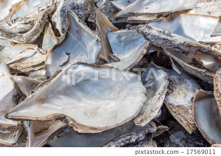 pearl factory on the sea 17569011