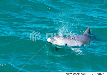 monkey mia dolphins near the shore monkey mia dolphins near the shore 17569024