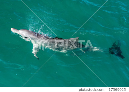 monkey mia dolphins near the shore monkey mia dolphins near the shore 17569025