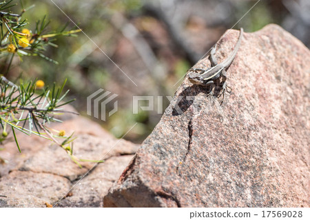 australia long tail lizard portrait australia long tail lizard portrait 17569028