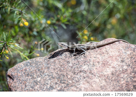australia long tail lizard portrait australia long tail lizard portrait 17569029