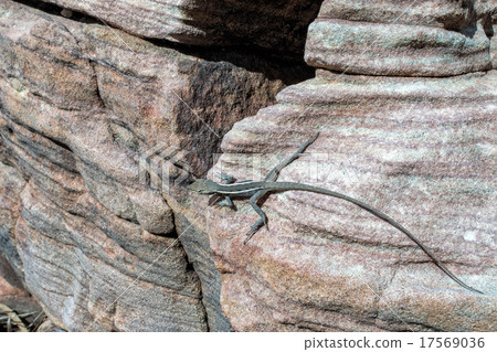 australia long tail lizard portrait 17569036