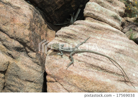 australia long tail lizard portrait 17569038