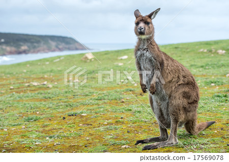 Kangaroo portrait while looking at you Kangaroo portrait while looking at you 17569078