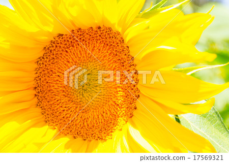 Sunflower center Sunflower center 17569321