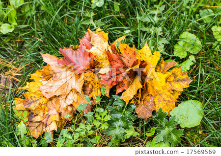 intensely colorful autumn maple leaf intensely colorful autumn maple leaf 17569569