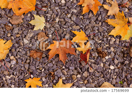 Colorful autumn leaves lying Colorful autumn leaves lying 17569699