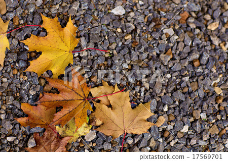 Colorful autumn leaves lying  17569701