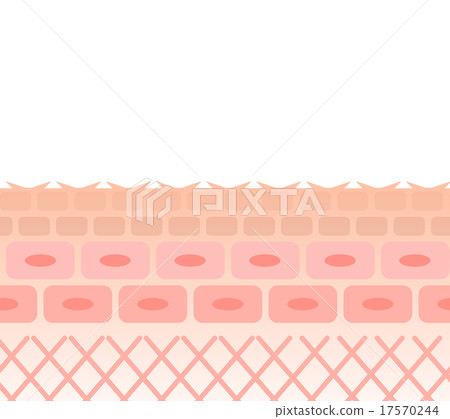 皮膚乾燥 17570244