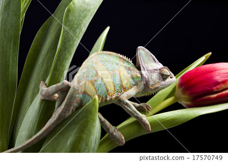 Flower on chameleon, bright vivid exotic climate 17570749