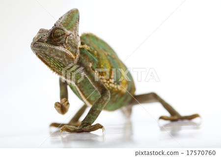 Chameleon, bright vivid exotic climate Chameleon, bright vivid exotic climate 17570760