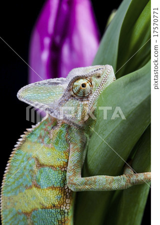Chameleon and Tulip, bright vivid exotic climate 17570771