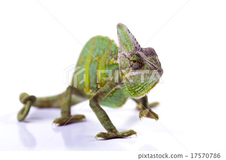 Lizard families, Chameleon Lizard families, Chameleon 17570786