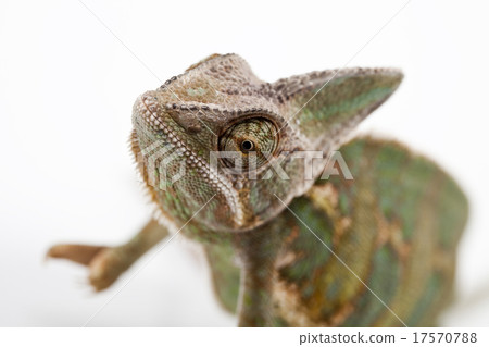 Lizard families, Chameleon Lizard families, Chameleon 17570788