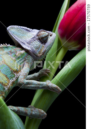 Lizard families, Chameleon Lizard families, Chameleon 17570789