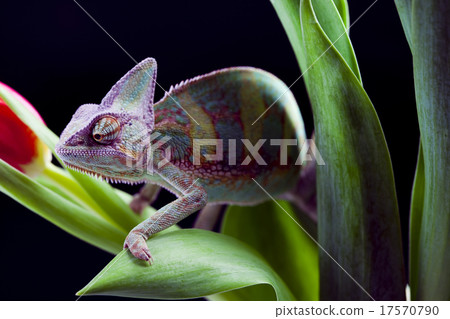Chameleon, bright vivid exotic climate Chameleon, bright vivid exotic climate 17570790