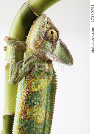 Lizard families, Chameleon Lizard families, Chameleon 17570791