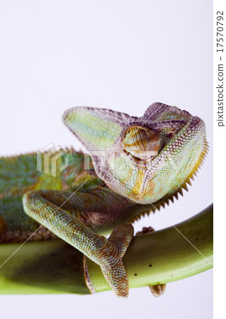 Lizard families, Chameleon 17570792