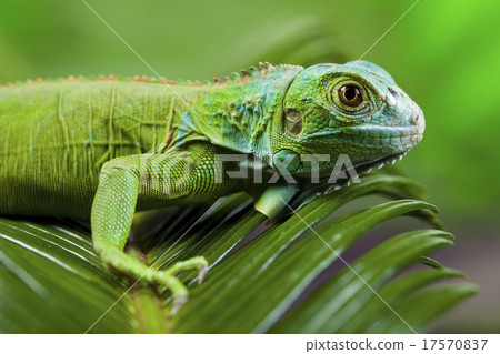 Iguana in the wild, bright colorful vivid theme Iguana in the wild, bright colorful vivid theme 17570837