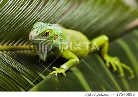 Bearded Dragon, bright colorful vivid theme 17570899