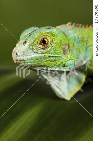 Bearded Dragon, bright colorful vivid theme Bearded Dragon, bright colorful vivid theme 17570900