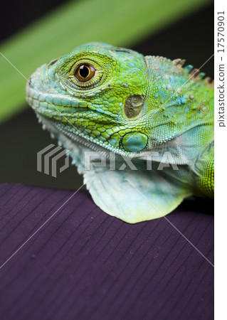 Bearded Dragon, bright colorful vivid theme 17570901