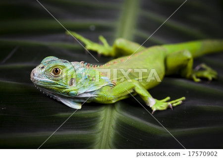 Lizard, bright colorful vivid theme 17570902