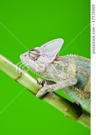 Lizard families, Chameleon 17570909
