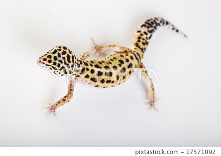 The gecko, bright colorful vivid theme - Stock Photo [17571092] - PIXTA