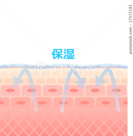 皮膚剖面圖 17571191
