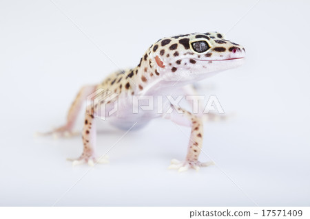 Gecko reptile, Lizard, bright colorful vivid theme 17571409