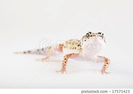 Gecko, bright colorful vivid theme 17571423