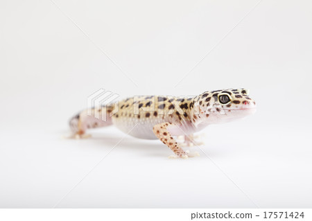 Gecko, bright colorful vivid theme 17571424