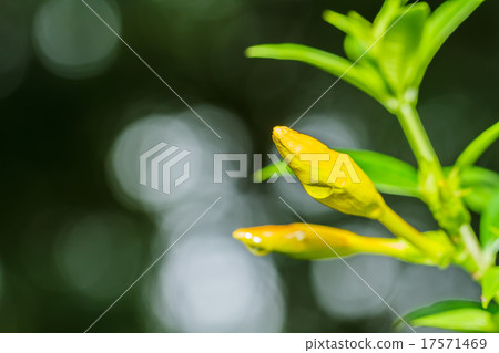 Yellow flower Yellow flower 17571469